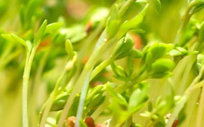 Fasten als Impuls zur Selbstheilung