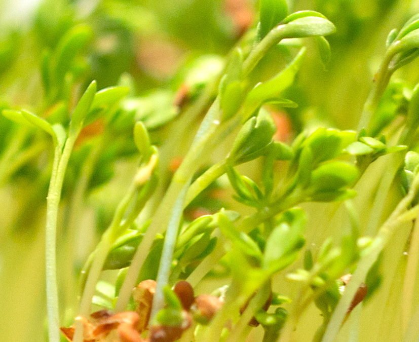 Fasten als Impuls zur Selbstheilung