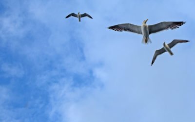 Was kann die Hypnose Therapie