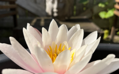 Das Paradoxe an Erfolg