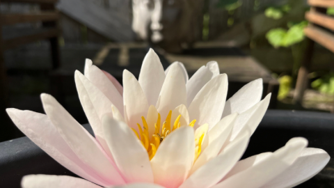 Das Paradoxe an Erfolg